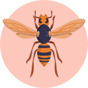Hornet