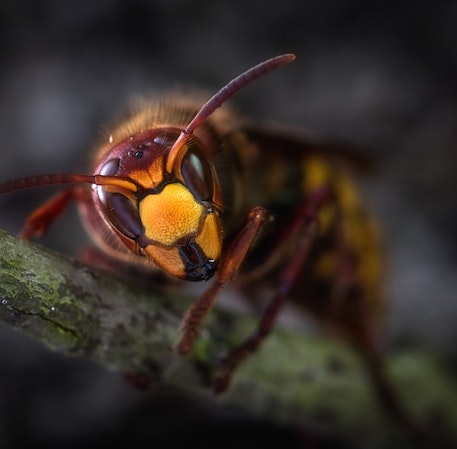 Safe and Effective Wasp Removal in Brisbane 