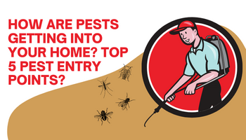 How Are Pests Getting Into Your Home Top 5 Pest Entry Points - feature image