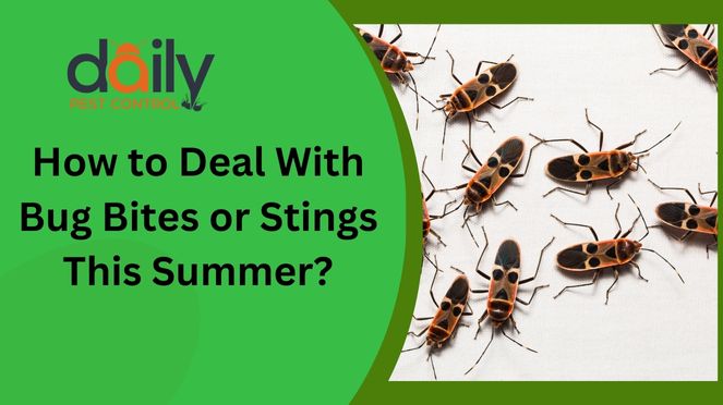 How to Deal With Bug Bites or Stings This Summer?