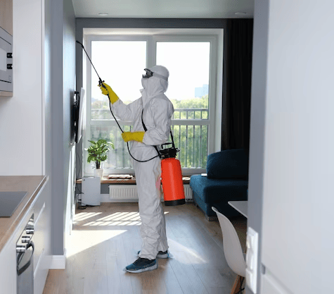 What Are The Risks Of Having Pest Infestation On Your Beenleigh Property