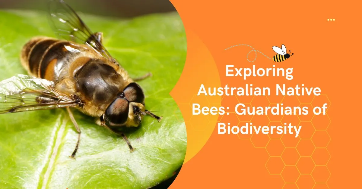 Exploring Australian Native Bees: Guardians of Biodiversity