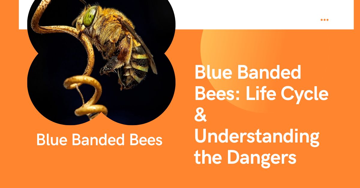 Blue Banded Bees: Life Cycle & Understanding the Dangers