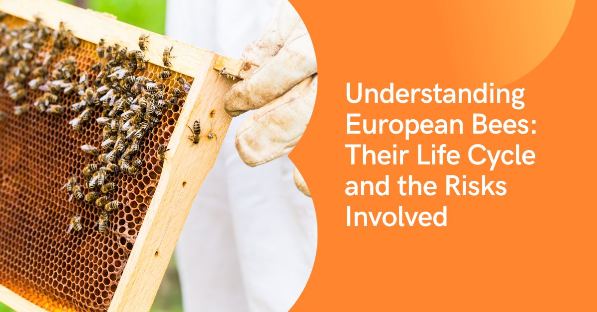 Understanding European Bees: Their Life Cycle and the Risks Involved