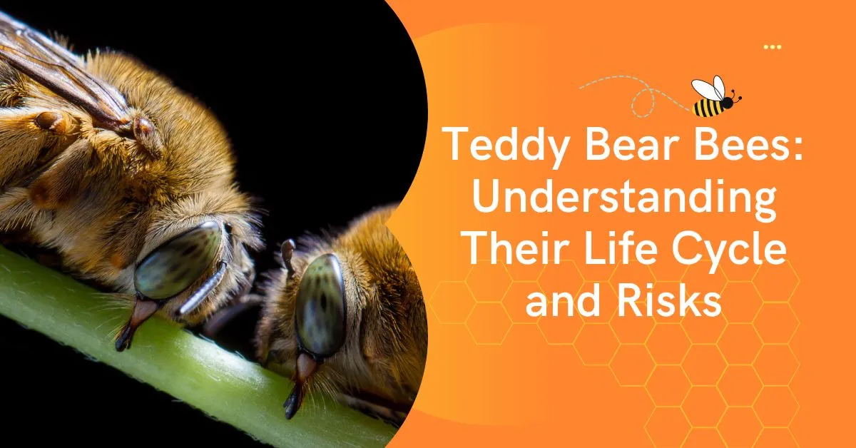 Teddy Bear Bees: Understanding Their Life Cycle and Risks